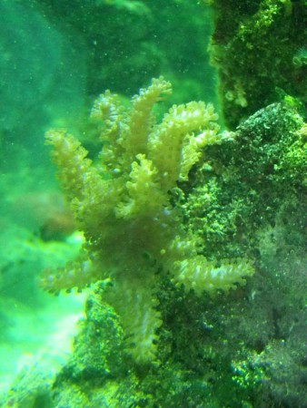 La spirulina